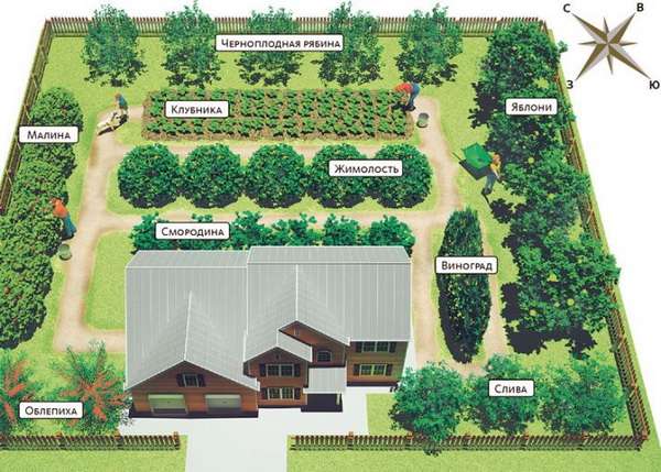 Планировка посадки деревьев и кустарников на дачном участке
