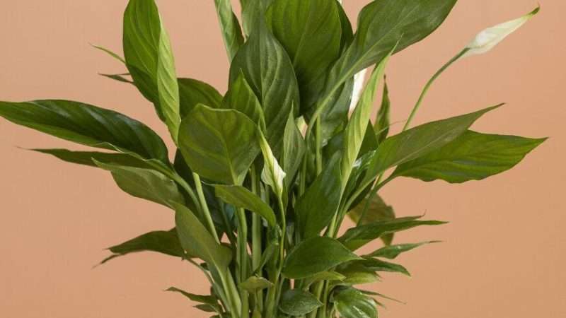 Популярные комнатные цветы с белыми цветами