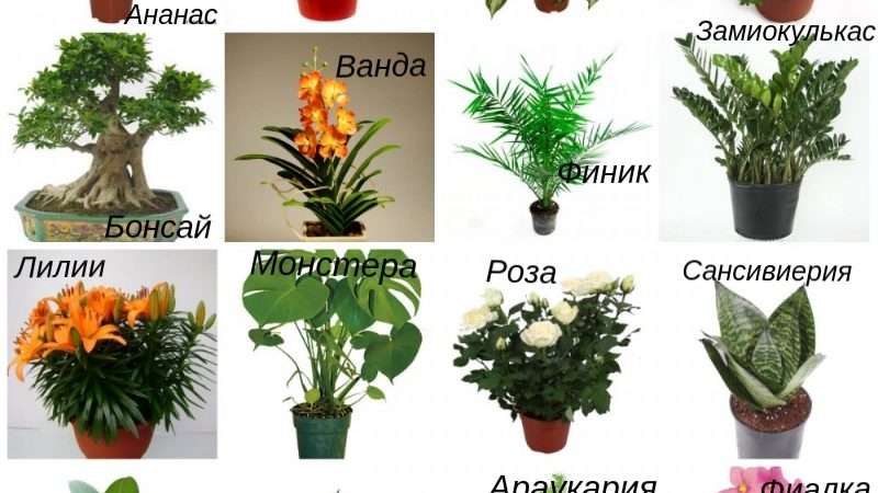 Популярные комнатные цветы с одним цветком: фото и названия