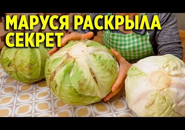 Почему поздние сорта капусты лучше всего подходят для квашения