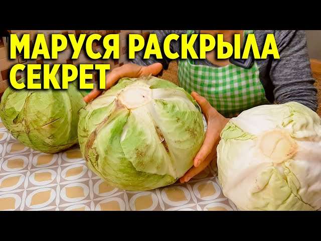 Почему поздние сорта капусты лучше всего подходят для квашения