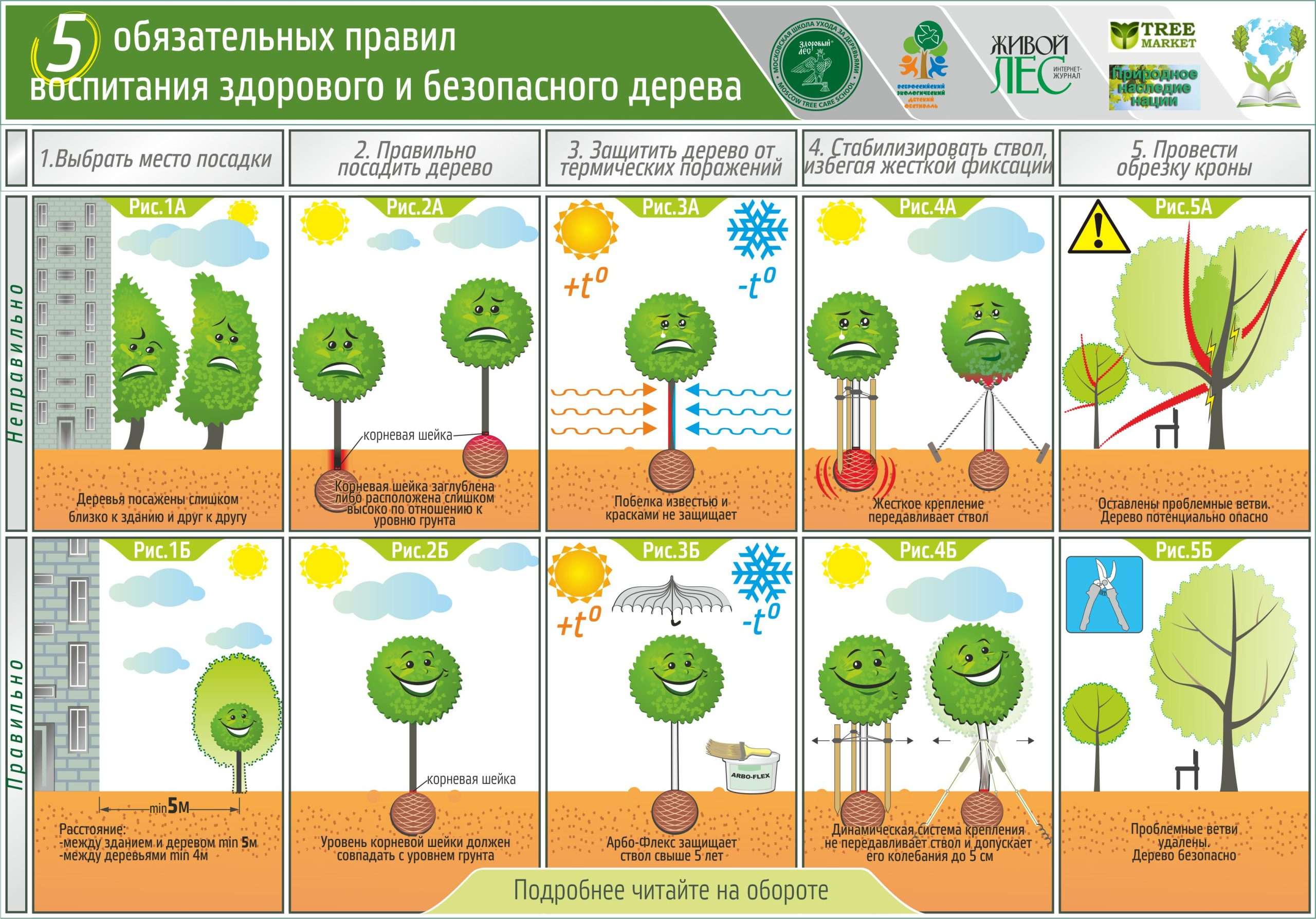 Правильная посадка деревьев и кустарников – залог здоровья и обильного плодоношения