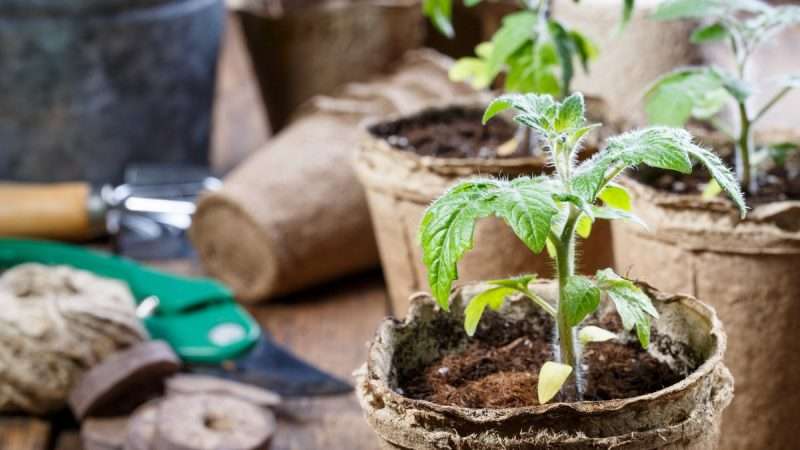 Рассада: все, что нужно знать для успешного выращивания