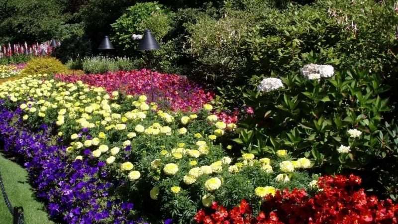 Создание цветущего сада: советы и рекомендации