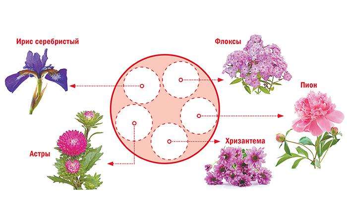 Схемы для цветников и клумб: создаем цветущий рай своими руками