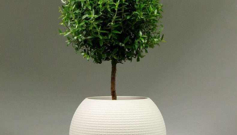 Уход за миртом в домашних условиях