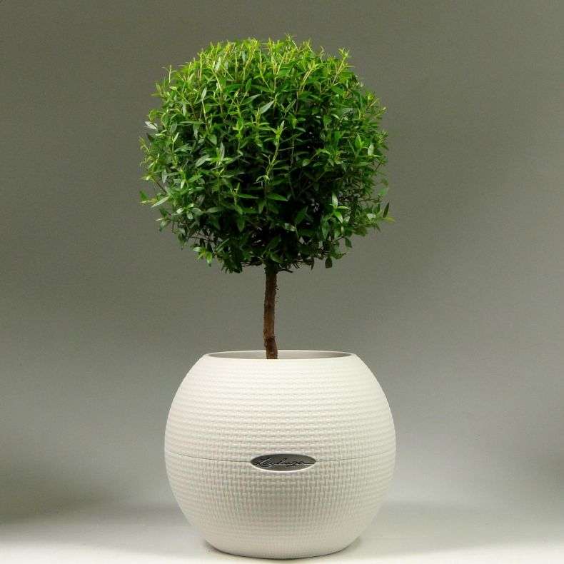 Уход за миртом в домашних условиях