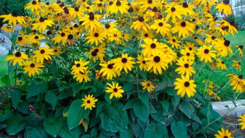 Уход за рудбекией: все секреты выращивания