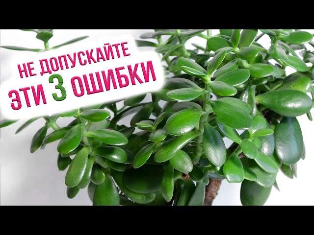 Уход за толстянкой в домашних условиях