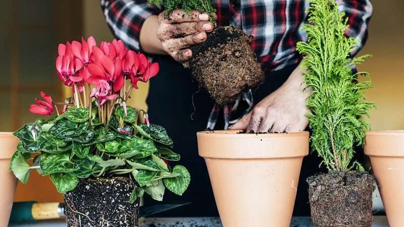 Уход за цветами: Секреты успешного выращивания и ухода