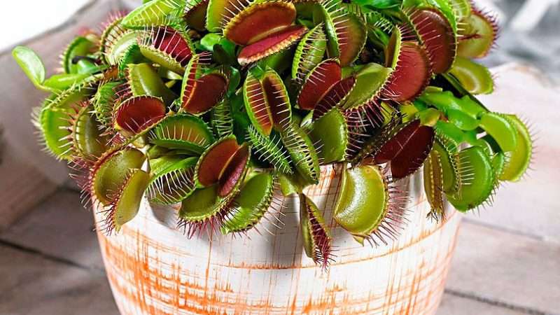 Уход за цветком мухоловкой: полное руководство по выращиванию венериной мухоловки