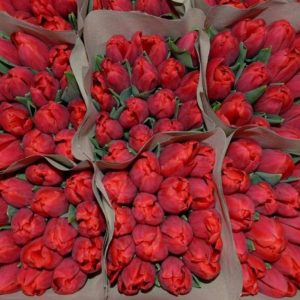 Любимые весенние букеты: как купить свежие тюльпаны прямо с теплицы