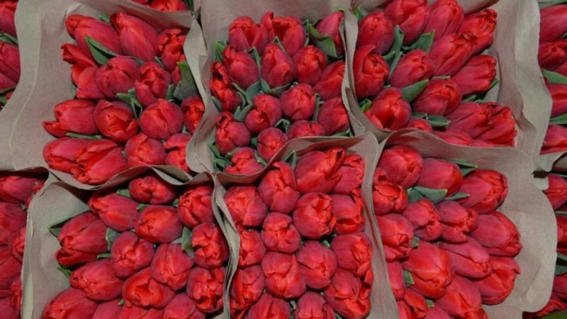 Любимые весенние букеты: как купить свежие тюльпаны прямо с теплицы