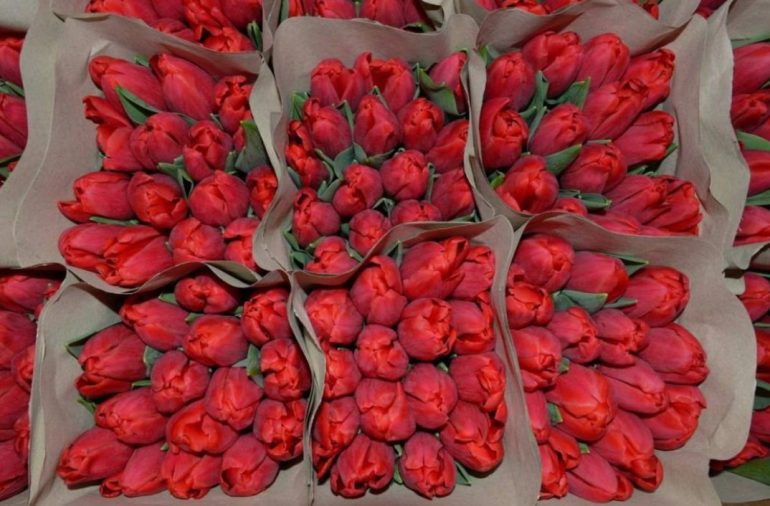 Любимые весенние букеты: как купить свежие тюльпаны прямо с теплицы