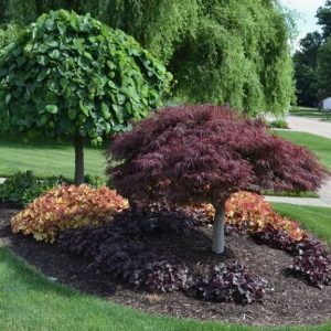 Лиственные деревья в ландшафтном дизайне: идеи для сада и парка