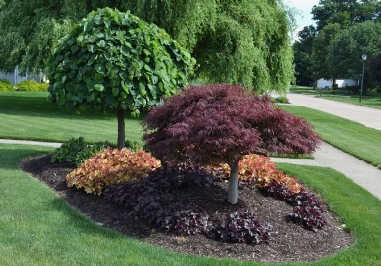 Лиственные деревья в ландшафтном дизайне: идеи для сада и парка